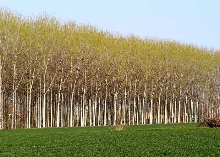 ASTA PUBBLICA PER IL SERVIZIO DI CONDUZIONE DI TERRENI COMUNALI E REALIZZAZIONE PIOPPETI IN LOC. MARGARIA FG. 15 PART. 16-21-23-92 e 93